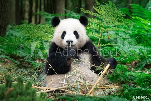 Image de Nice Panda sitting at the rainforest